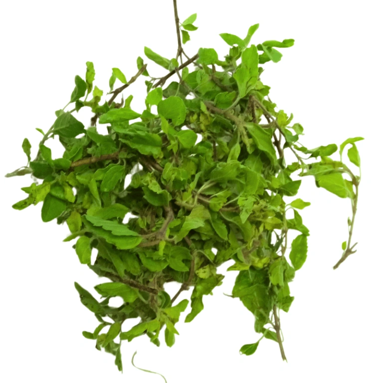 GetFlowersDaily20__8211_20Loose20Tulsi20_Natti_-768x768